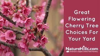 Top 4 Flowering Cherry Trees  NatureHillscom [upl. by Rehtnug29]