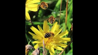 Eristalis nemorum hoverfly courtship on Rathlin Island [upl. by Annaynek621]