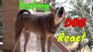 How Dogs React When Seeing Stranger 11  Running Barking  Viral Dog [upl. by Bradstreet]