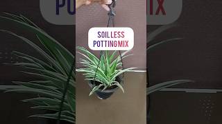 Best and Easy Soil Less Potting Mix For Outdoor Hanging Plants shorts plants [upl. by Ydner]