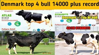 Denmark 14000 plus recorded bull40116401254011850060 Denmark imported bullDenmarkhfbullcalf [upl. by Novart]