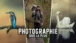 Photographie animalière sous la pluie [upl. by Gnanmos]