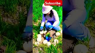 ❤️peacock egg counting❤️shortsviral shortvideo peacock trendingshorts trendingvideo newsong [upl. by Roanne]