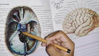 Dural Venous Sinuses part 2 very easy to understand neuroanatomy [upl. by Ellesig413]