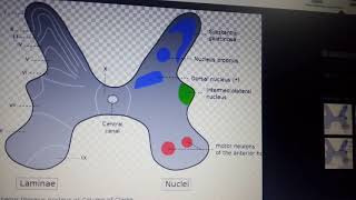 SPINAL CORD GRAY AND WHITE MATTER complete descripton 2 [upl. by Bandur]