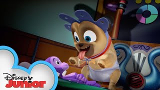 Young Pups  Puppy Playcare  Puppy Dog Pals  Disney Junior [upl. by Assirahs]