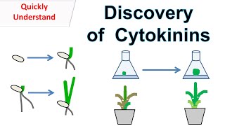 Discovery of Cytokinins  Function of cytokinins [upl. by Duffy639]