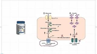 Mechanism of sulfonylurea action [upl. by Foote]