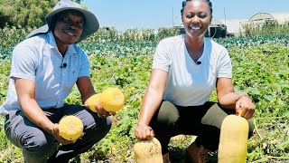 BUTTERNUT PRODUCTION [upl. by Stepha497]