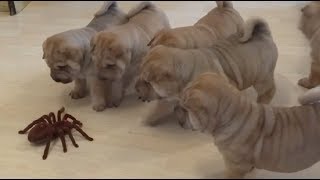 Shar Pei puppies adorably team up to take on robot spider [upl. by Ardnuyek]