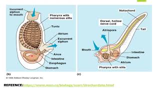 XI Zoology Ch10 Lecture13Phylum Chordata by Dr Zafar Farooqui [upl. by Antony]