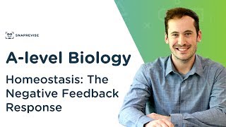 Homeostasis The Negative Feedback Response  Alevel Biology  OCR AQA Edexcel [upl. by Serge]