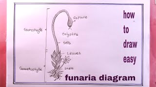 How To Draw Funaria diagram step by stepmoss drawing [upl. by Ahseym]