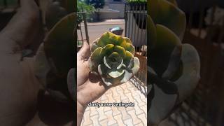 🆔️ Echeveria dusty rose variegata A minha queridinha💜💛💜💛 plantas viralvideo suculentasecacto [upl. by Gilder]