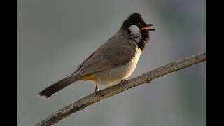 WhiteEared Bulbul Song  Relaxation [upl. by Liv198]