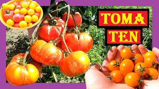 Tomaten anbauen im Freiland 🍅🍅 Komplette Saison 🌱🍅 Tipps und Tricks beim Tomaten Pflanzen im Garten [upl. by Bowden335]