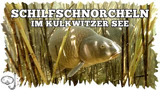 Schilfschnorcheln im Kulkwitzer See  Mit der GoPro und den Karpfen tauchen [upl. by Barby376]