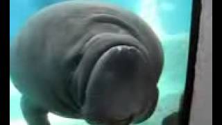 Manatee Face Smush Original 1 [upl. by Anizor]