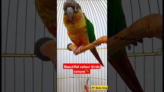 Beautiful colour Conure birds💖🦜🥀 Daily birds vlog  pets birds  cute pet vlogs  new videos [upl. by Sackville]