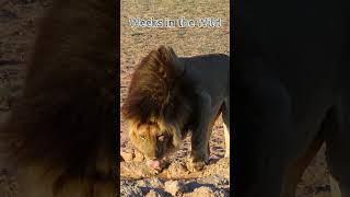 A stunning Black Maned Kalahari Lion Kgalagadi Transfrontier Park Part 1 southafrica lion [upl. by Alak]