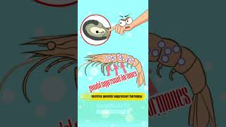 Short34 How to make shrimp reproduce more funny shorts encyoflifetv cartoon [upl. by Olbap]