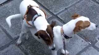 Jack Russel terrier mating [upl. by Iznek339]