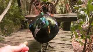 Hand feeding an Himalayan Monal Male Adult Beautiful bird [upl. by Willock268]