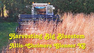 Harvesting Big Bluestem  AllisChalmers Gleaner K2 [upl. by Zipah612]