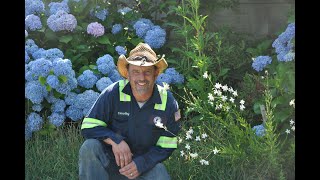 Walled Garden Hydrangea Border  Early July 2020 [upl. by Esli]