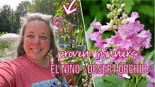 Planting a Proven Winners El Niño®  Desert Orchid Zone 8b [upl. by Akinnej802]