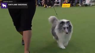 Shetland Sheepdogs  Breed Judging 2020 [upl. by Ichabod413]