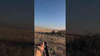 FIRST ENCOUNTER with SharpTailed Grouse [upl. by Airitac292]