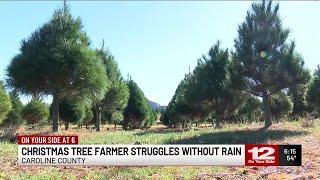 ‘Lost a few hundred trees’ Caroline Co Christmas tree farmers talks struggles without rain [upl. by Hcirdla]