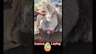 Ostrich laying an egg🥚  ostrich bird laying eggs  🥚 ostrich egg shorts [upl. by Jet]