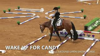 2023 APHA World Show AllAround Open Show Horse [upl. by Anelhtak369]