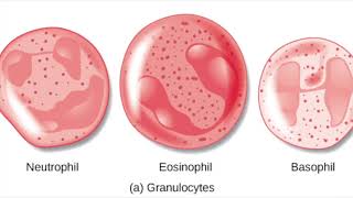 Polynucléaires ou Granulocytes [upl. by Adlig]