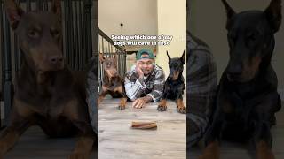 Who saw that coming 🙋🏽‍♂️ explore shorts pets reels [upl. by Erle353]