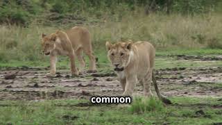 Tigers vs Lions The Ultimate Showdown KidsNNeurons [upl. by Airliah]