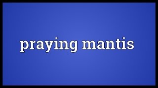 Praying mantis Meaning [upl. by Eidur8]