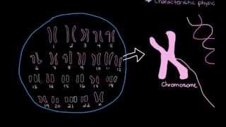 Khan Academy  What is Down Syndrome [upl. by Yetah]