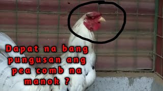 pea comb na manok kailangan naba na pungusan [upl. by Maretz]