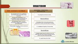 Anaerobios Bucales  Eubacterium [upl. by Landahl277]