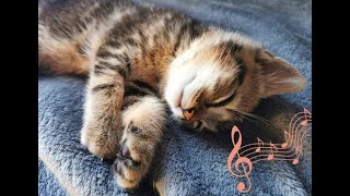 Musique douce et relaxante pour endormir un chat berceuse avec ronronnement  3 Heures 💖 ♬ ♬ [upl. by Doughty753]