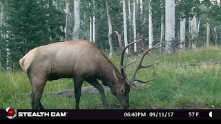 BIG BULLS ON THE TRAIL CAMERA Shed Year Vlog 41 [upl. by Atteram]