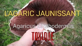 AGARIC JAUNISSANT Agaricus xanthodermaTOXIQUE  douleurs abdominales vomissements et diarrhées [upl. by Anirb65]