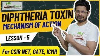 Diphtheria toxin mechanism of action  mode of action [upl. by Chaim]