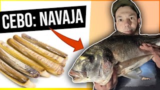 ENCARNAR ➡ NAVAJA con y sin CÁSCARA ❎ Cebo para surfcasting y dorada❎ [upl. by Larena]