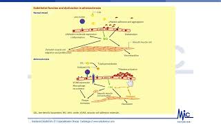 Cardiologia 2 [upl. by Nazarius]