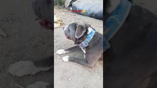 Pitbull fight trending dog fight lover pitbull trendingshorts shorts shortsviral shortvideo [upl. by Gratt]