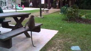 Monkeys Longtailed Macaques in Bukit Batok Nature Park Singapore [upl. by Aphrodite31]